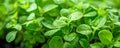 Fresh Vibrant Green Oregano Plant Leaves Closeup for Healthy Cooking and Herbal Background