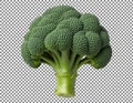 Fresh and vibrant head of bright green broccoli on transparent background Royalty Free Stock Photo