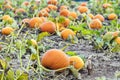Fresh vibrant orange pumpkins lying in pumpkin patch field, read