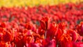 Vibrant field of tulips full frame closeup photography background