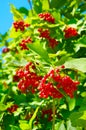 Fresh viburnum