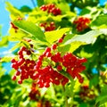 Fresh viburnum