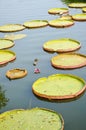 Victoria waterlily leaves on fish pond