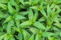 Fresh Vietnamese coriander plant