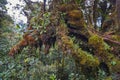 The fresh view of mossy forest