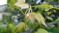 Fresh vine branch with small yellow green leaves and water drops after rain Royalty Free Stock Photo