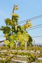 Fresh vine leaves in vineyard against blue sky Royalty Free Stock Photo