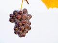 Fresh Vine`s grape Royalty Free Stock Photo