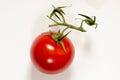 Fresh vine tomato on white background Royalty Free Stock Photo