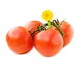 Fresh vine tomatoes on white Royalty Free Stock Photo