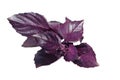 Fresh Violet Basil isolated on White Royalty Free Stock Photo