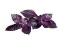 Fresh Violet Basil isolated on White Royalty Free Stock Photo
