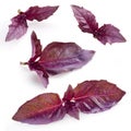 Fresh violet basil on white Royalty Free Stock Photo