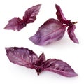Fresh violet basil on white. Collection Royalty Free Stock Photo