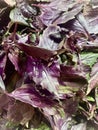 Fresh violet basilic plant Royalty Free Stock Photo