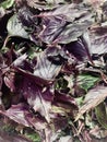 Fresh violet basilic plant Royalty Free Stock Photo