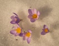 Fresh violet crocus in the snow melting, Greece Royalty Free Stock Photo