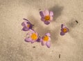 Fresh violet crocus in the snow melting, Greece Royalty Free Stock Photo