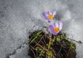 Fresh violet crocus in the snow melting, Greece Royalty Free Stock Photo