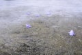 Fresh violet flower falling on dirt cement floor grunge cracked textured. broken surface floor cracked copy space no people. beau