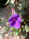 A fresh violet flower gives a positive vibration