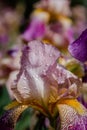 Fresh violet iris flower with rain drops Royalty Free Stock Photo