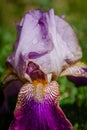 Fresh violet iris flower with rain drops Royalty Free Stock Photo