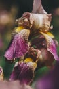 Fresh violet iris flower with rain drops Royalty Free Stock Photo