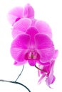 Fresh violet orchids