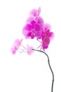 Fresh violet orchids