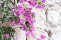 Fresh violet and pink blooming bougainvillea flowers in full bloom on a sunny day against white medieval walls in Eze, France, Royalty Free Stock Photo