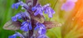 Fresh violet spring flowers salvia with drops of dew with green background. small depth of field Royalty Free Stock Photo