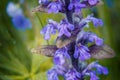 Fresh violet spring flowers salvia with drops of dew with green background. small depth of field Royalty Free Stock Photo