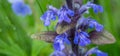 Fresh violet spring flowers salvia with drops of dew with green background. small depth of field Royalty Free Stock Photo