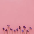 Fresh violets flowers from garden on pink background with copy space. Royalty Free Stock Photo