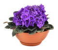 Fresh violets in pot Royalty Free Stock Photo