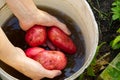 Fresh wahed red Potato Harvest time. homemade sprouted potatoes in your garden. Home gardening or eco growing concept. Royalty Free Stock Photo