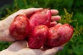 Fresh wahed red Potato Harvest time. homemade sprouted potatoes in your garden. Home gardening or eco growing concept. Royalty Free Stock Photo