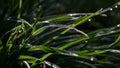 Fresh wallpaper ,Dew drops, green grass, morning light Royalty Free Stock Photo