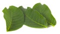 Fresh walnut leaves isolated on white background. Royalty Free Stock Photo