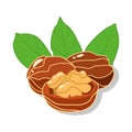 Fresh Walnuts and cracked walnut with green leaves in cartoon style isolated on white background. Vector illustration