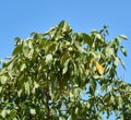 Fresh walnuts hanging on a tree in the blue background. Green walnut brunch with fruits Royalty Free Stock Photo