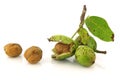 Fresh walnuts (Juglans regia) with a shell opened Royalty Free Stock Photo