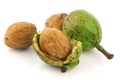 Fresh walnuts (Juglans regia) with shell opened