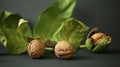 Walnut, walnuts in shell, brown, fresh walnut, diet