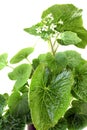 Fresh wasabi leaves with blossoms