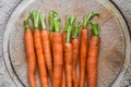 Fresh washed carrots from home grown vegetable patch