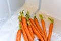 Fresh washed carrots from home grown vegetable patch