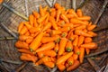 Fresh and washed organic harvested carrots in bamboo bucket. Food background.