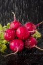 Fresh washed radishes Royalty Free Stock Photo